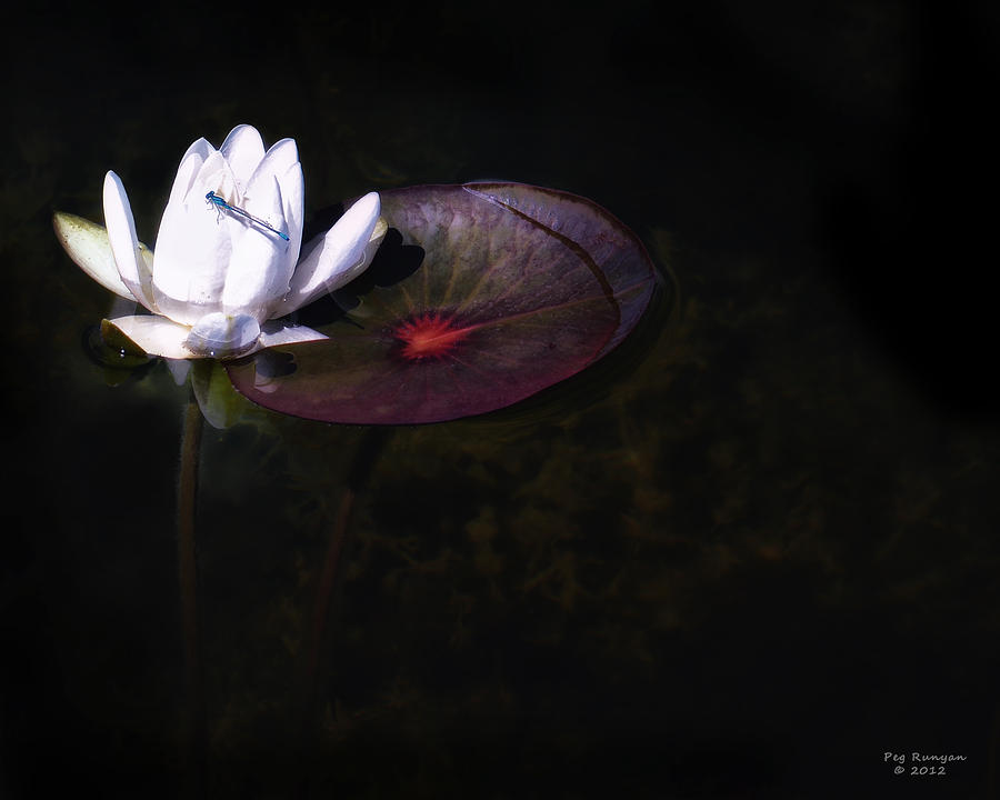 Dragonfly on Water Lilly Photograph by Peg Runyan