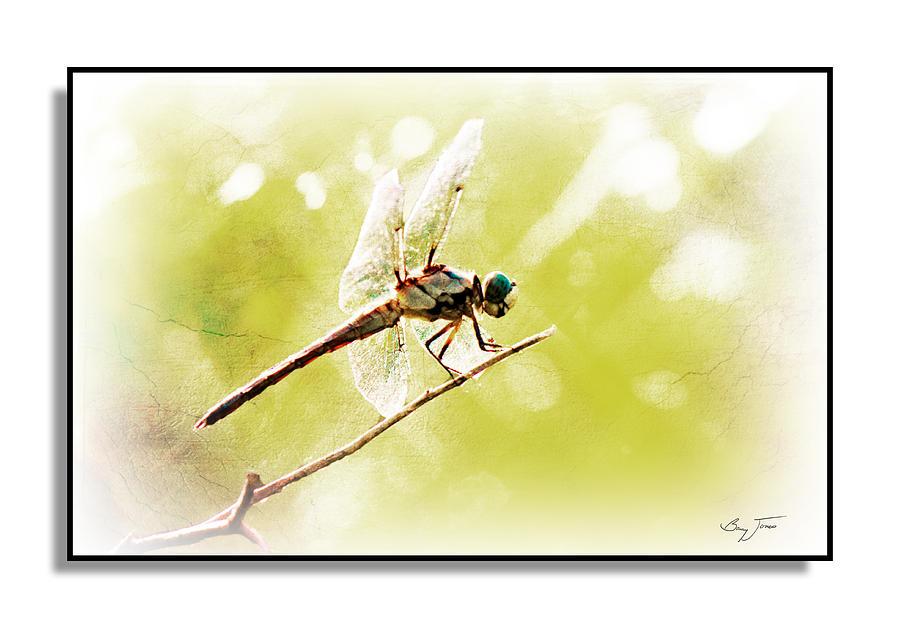 Dragonfly-Out on a Limb Photograph by Barry Jones