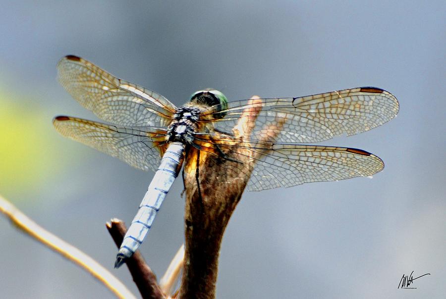 Dragonfly Perched Photograph by Mark Valentine
