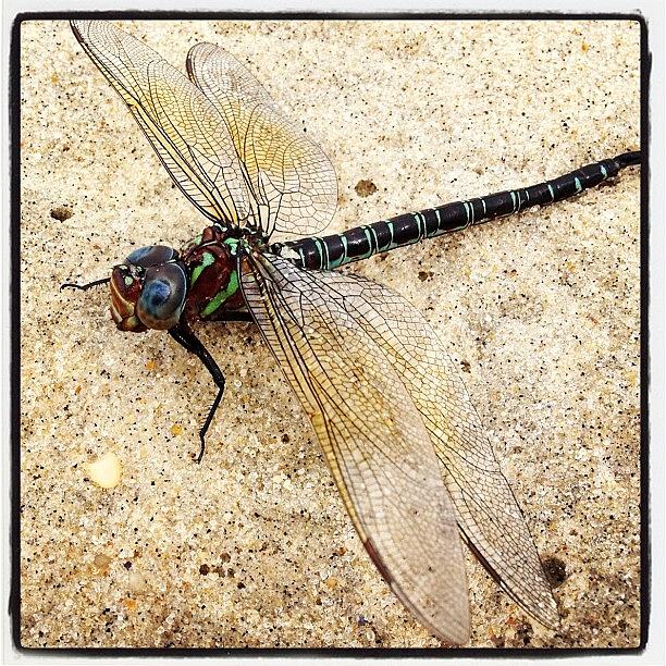 Dragonfly Photograph by Peter Richter