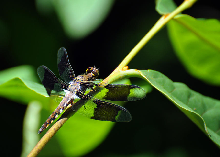Dragonfly Plathemis lydia Photograph by Rebecca Sherman