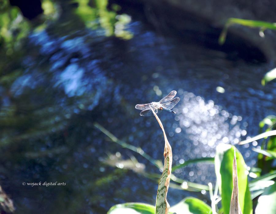 Insects Photograph - Dragonfly Pond by Walt Jackson