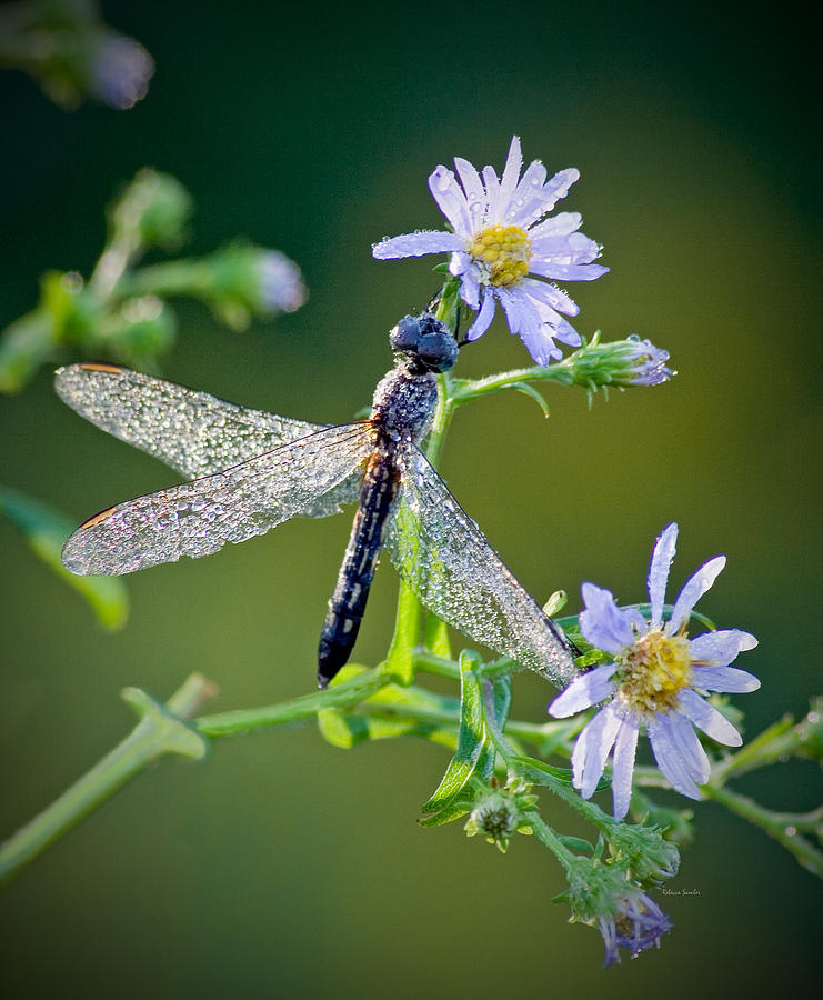 Dragonfly Photograph by Rebecca Samler