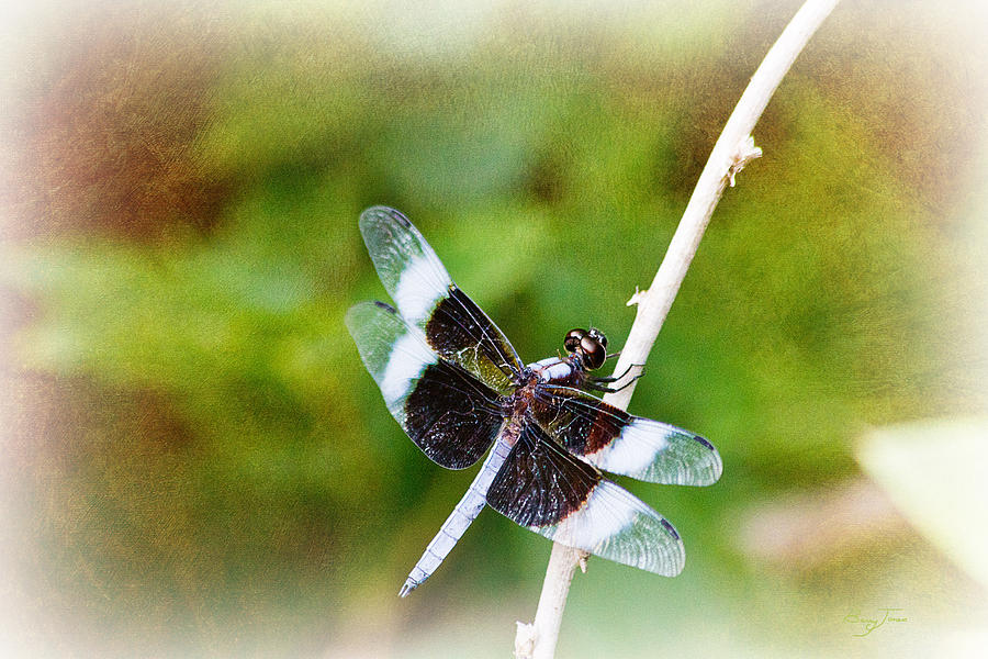 Dragonfly Respite 002 Photograph by Barry Jones