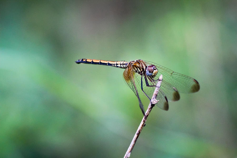 Dragonfly Photograph by SAURAVphoto Online Store