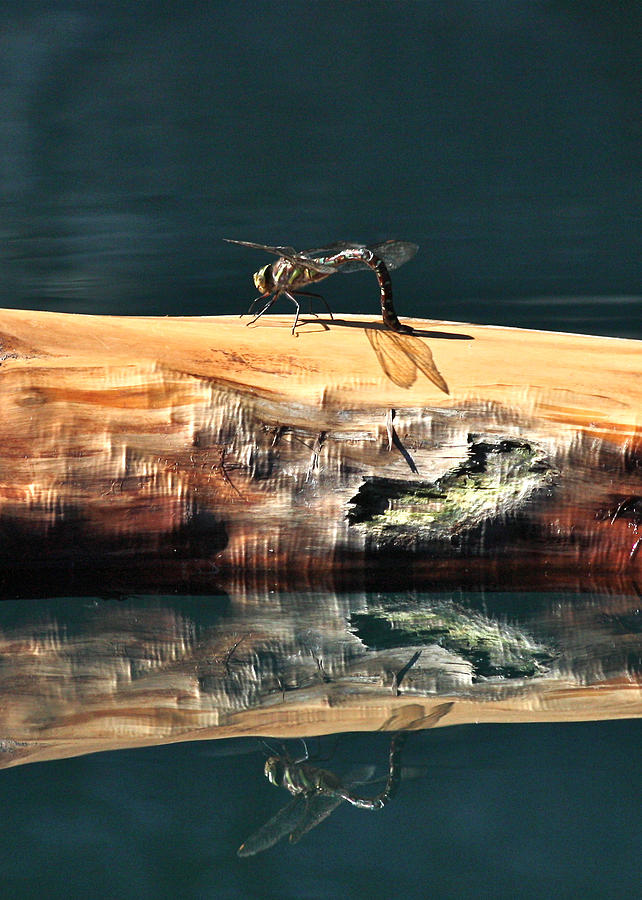 Dragonfly Shadow Photograph by Cathie Douglas