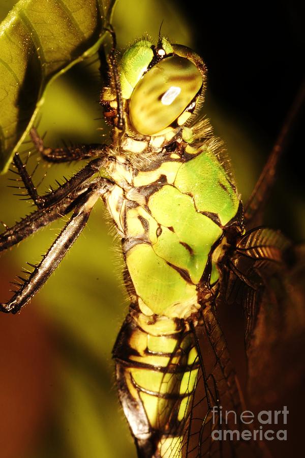 Dragonfly Side Photograph by Lynda Dawson-Youngclaus