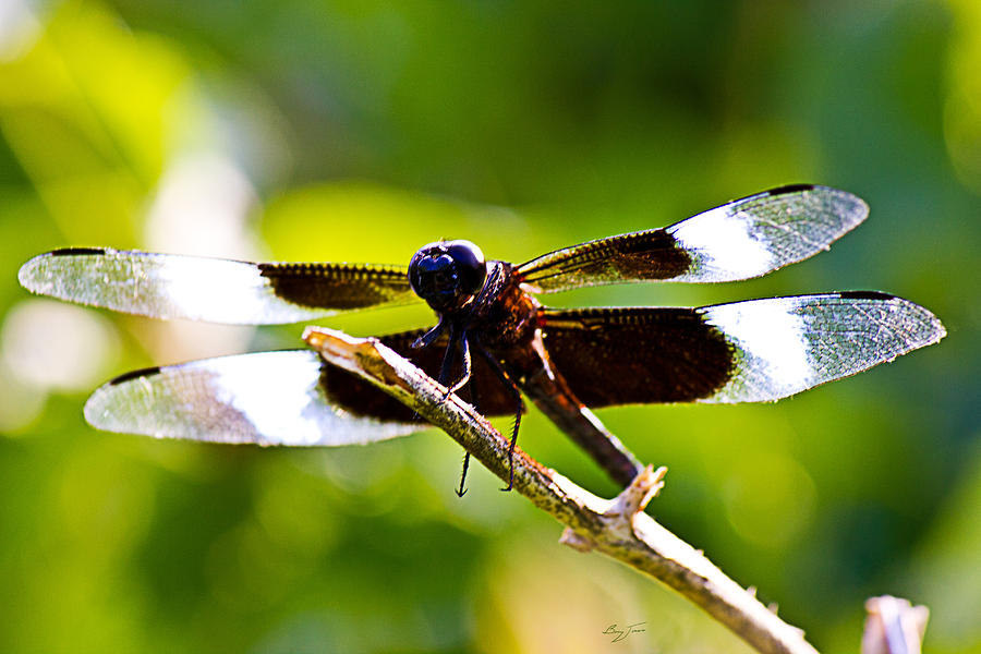 Dragonfly Stalking Photograph by Barry Jones