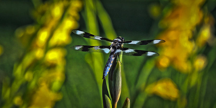 Dragonfly Photograph by Steve McKinzie