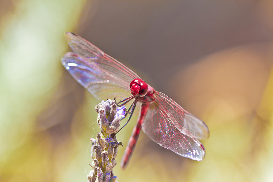 Dragonfly Photograph - Dragonfly by Tal Richter