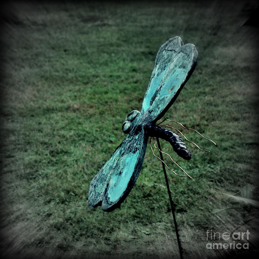 Dragonfly Photograph by Tatyana Searcy