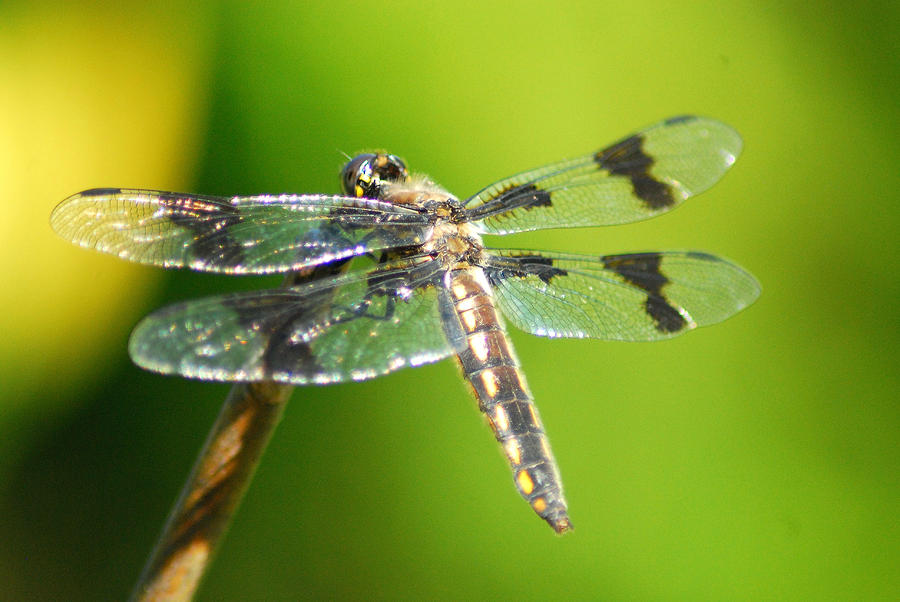 Dragonfly Photograph by Wanda Jesfield