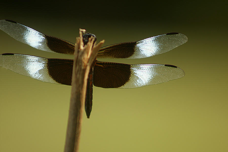 Dragonfly wings Photograph by Emanuel Tanjala
