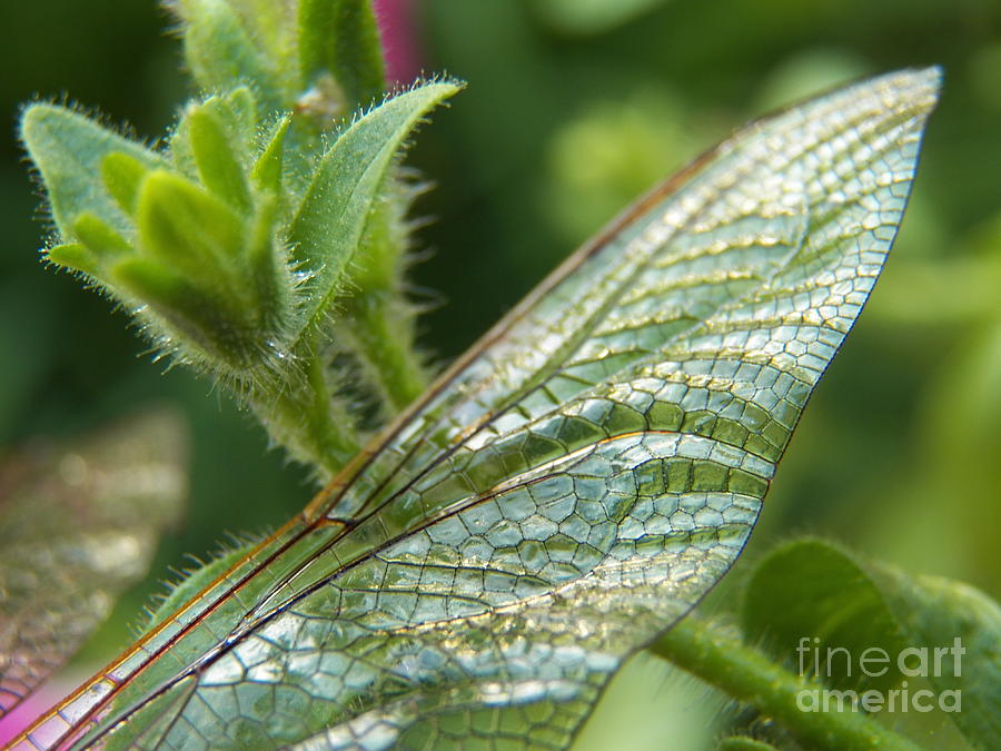 Dragonfly Wing Photograph - Dragonfly Wings by Judy Via-Wolff
