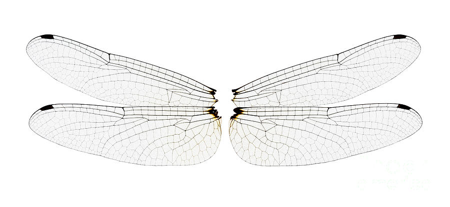 Dragonfly Wings Photograph by Raul Gonzalez Perez