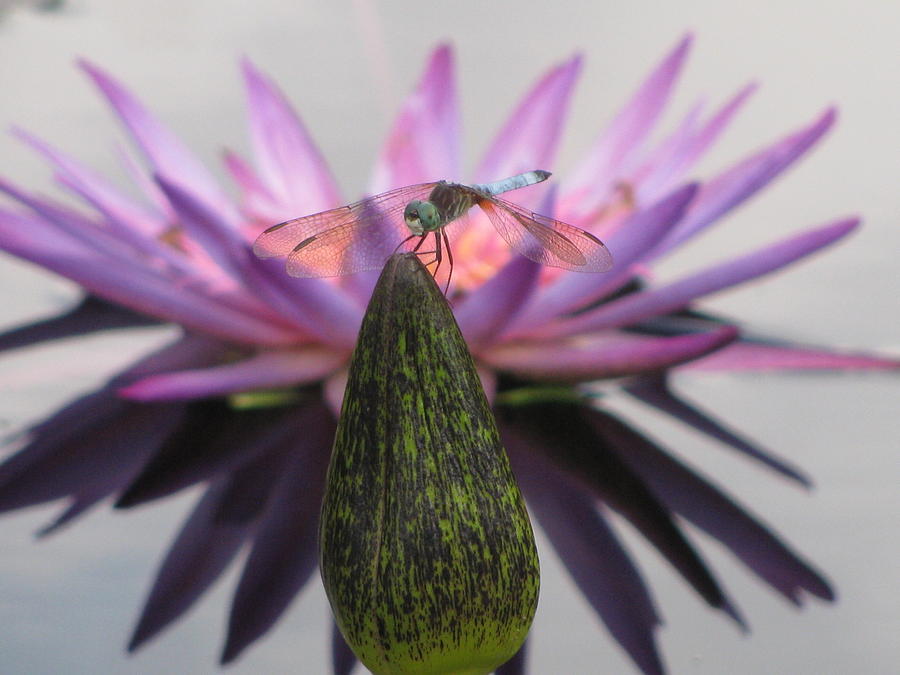Dragonfly With Waterlily Photograph by Alfred Ng