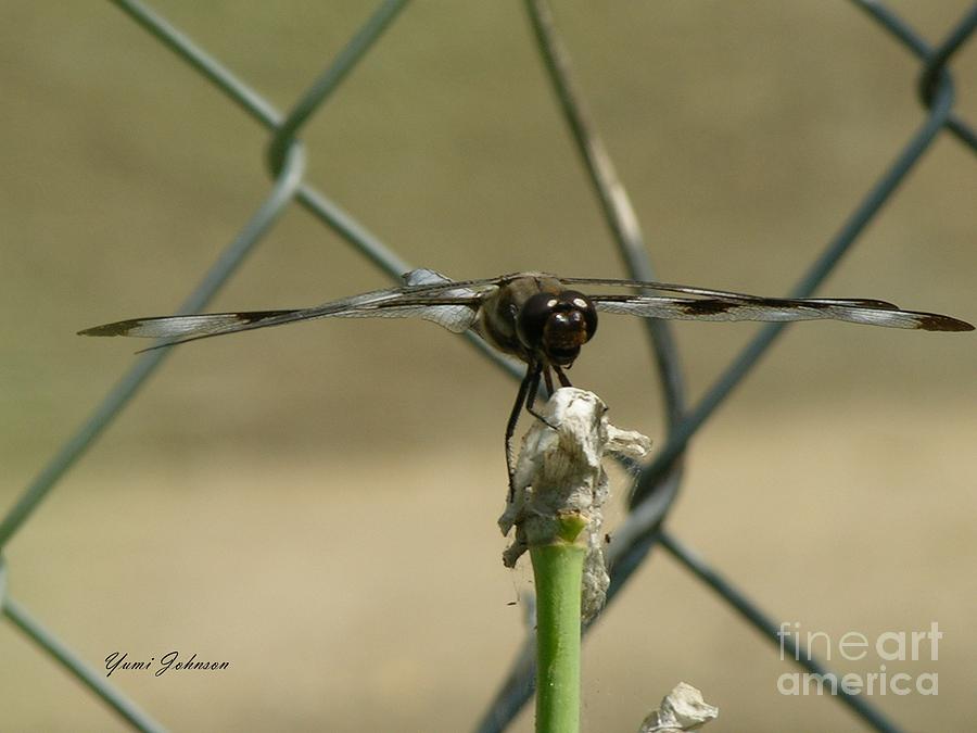 Dragonfly Photograph by Yumi Johnson