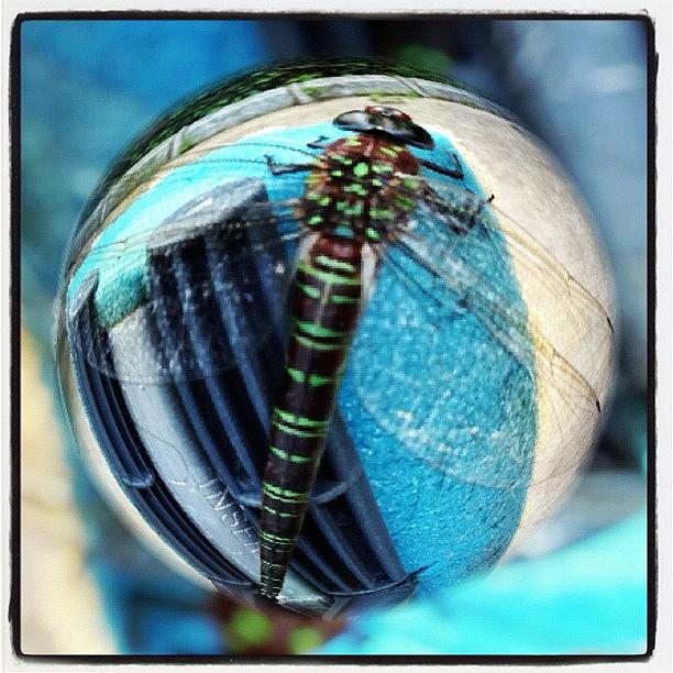 Dragonfly Photograph - #dragonfly#marblecam by Kevin Hart
