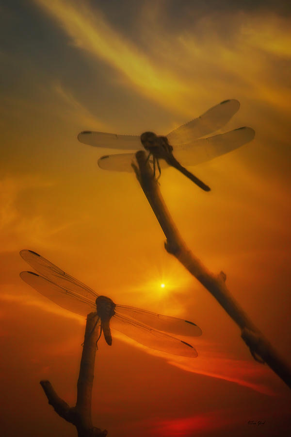 Dragonflys In The Sunset Photograph by Tom York Images - Fine Art America