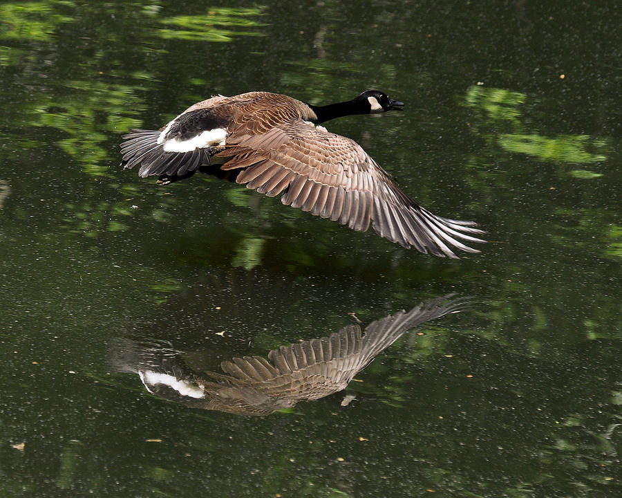 Goose Photograph - Drake and Reflection Landing - c1056d by Paul Lyndon Phillips