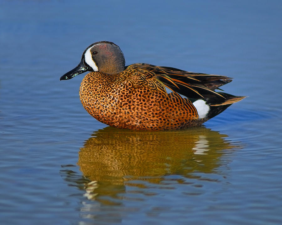 Drake Blue-winged Teal Photograph by Tony Beck
