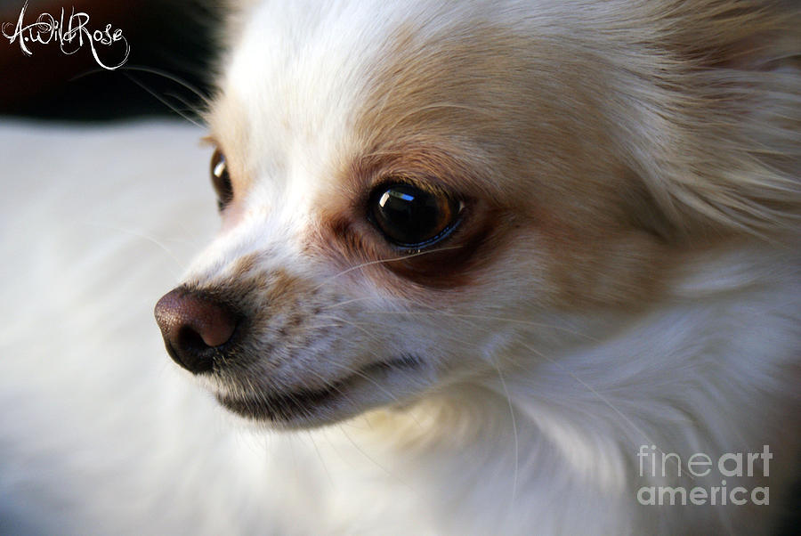 Chihuahua Photograph - Drama by Awildrose Photography