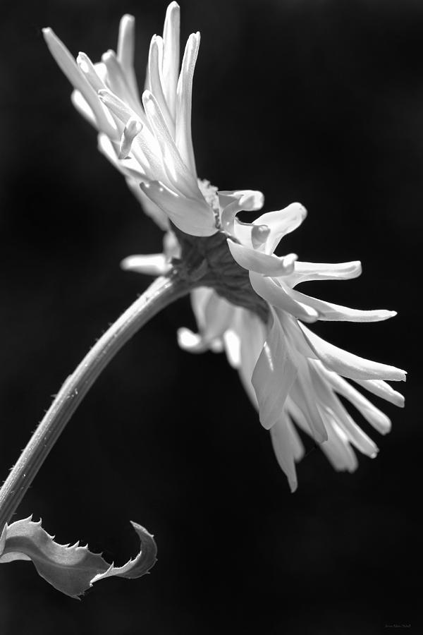 Dramatic Daisy Flower Black and White Photograph by Jennie Marie Schell
