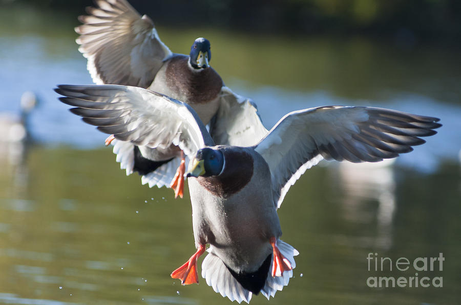 Drake Photograph - Dramatic Ducks by Andrew  Michael