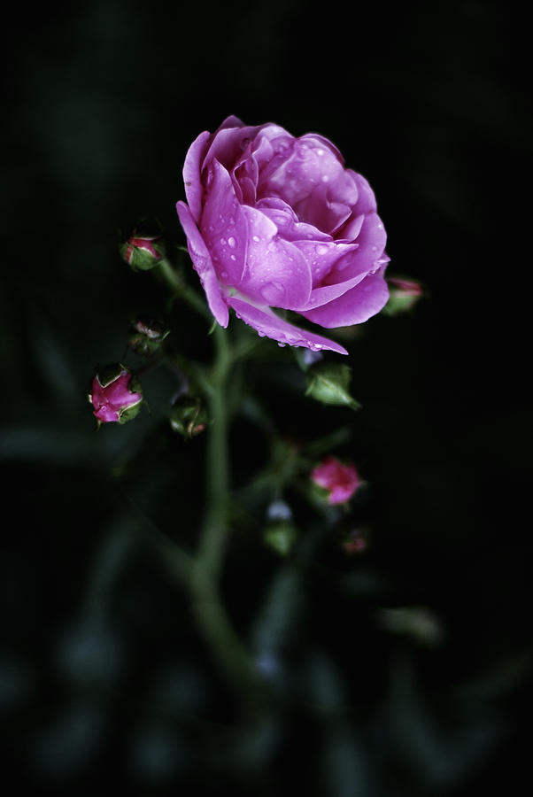 Dramatic Rose Photograph by Paula Belle Flores