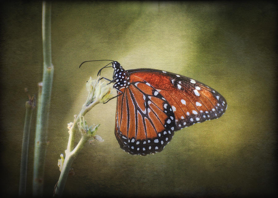 Butterfly Photograph - Dream A Little Dream by Saija Lehtonen