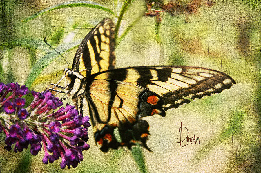 Butterfly Photograph - Dream by Darren Fisher