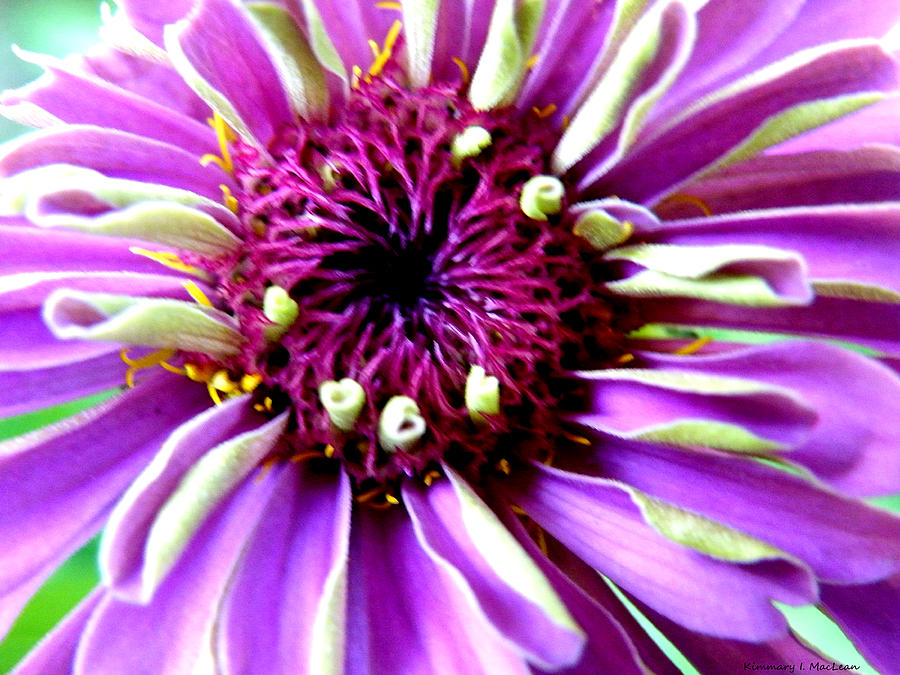 Dream Flower Photograph by Kimmary MacLean