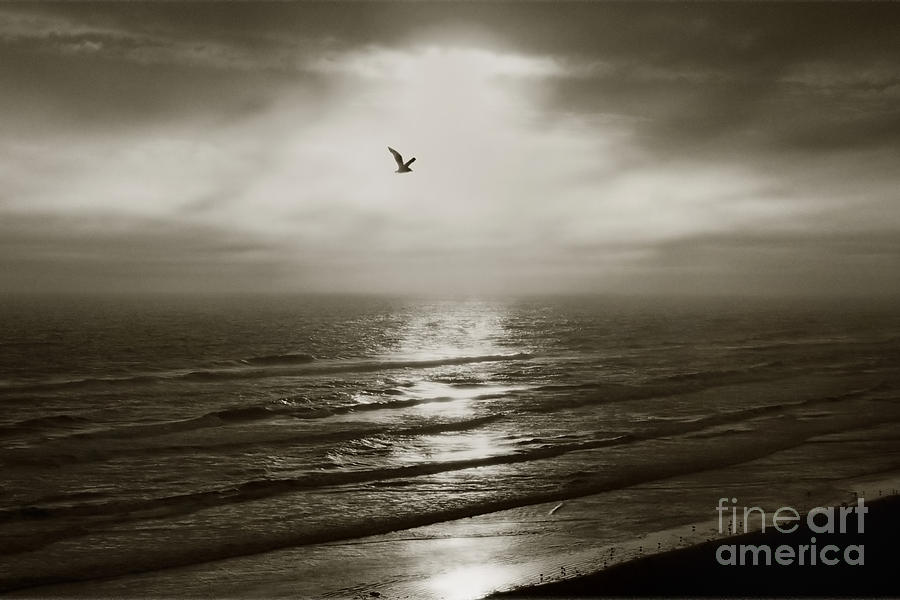 Seagull Photograph - Dreaming in Sepia by Joann Vitali