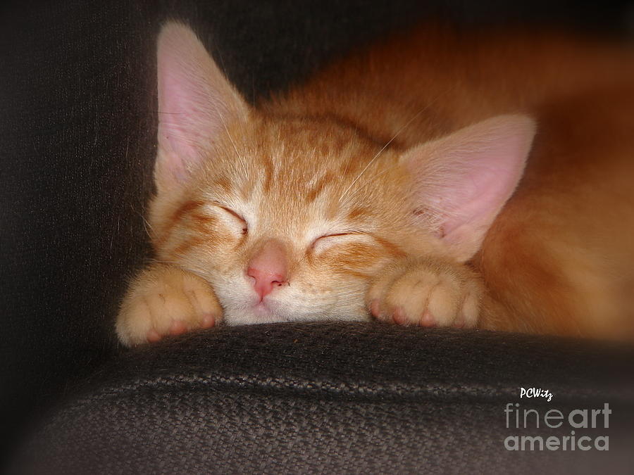 Dreaming Kitten Photograph by Patrick Witz