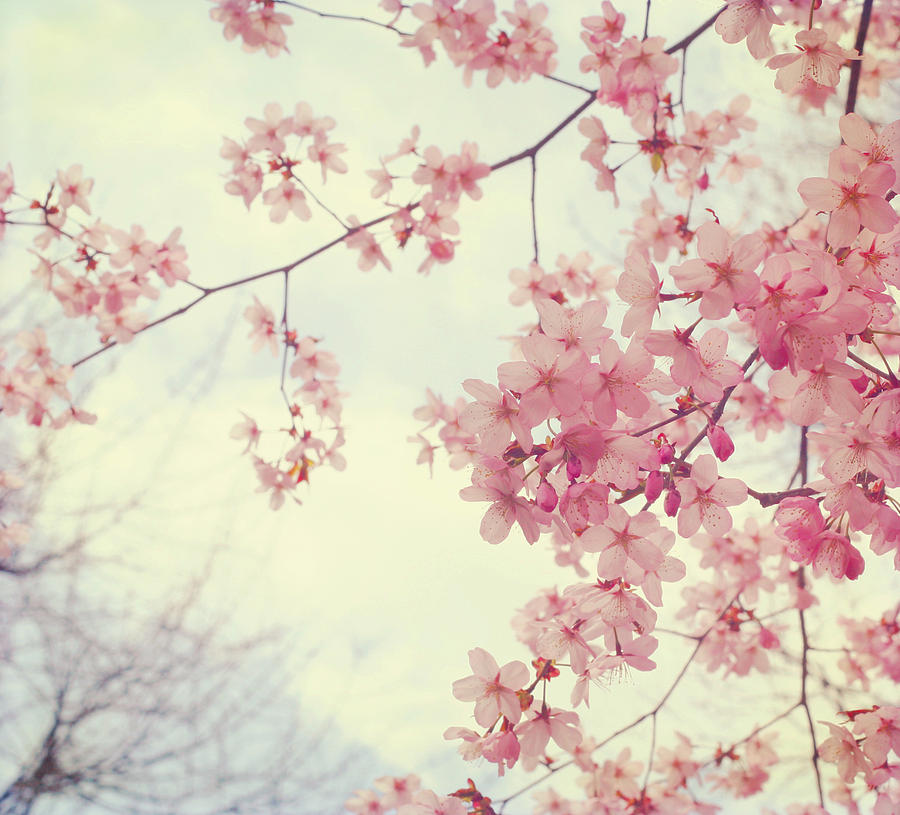 Spring Photograph - Dreams In Pink by Kristy Campbell Spring Photograph - Dreams In Pink by Kristy Campbell