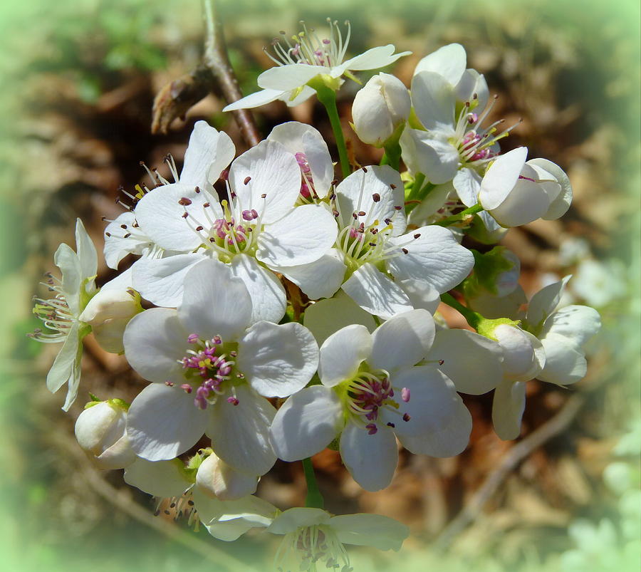 Flower Photograph - Dreams of Pear Blossoms by Carla Parris