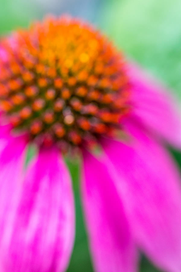 Dreamy Abstract Coneflower  Photograph by Susan Stone