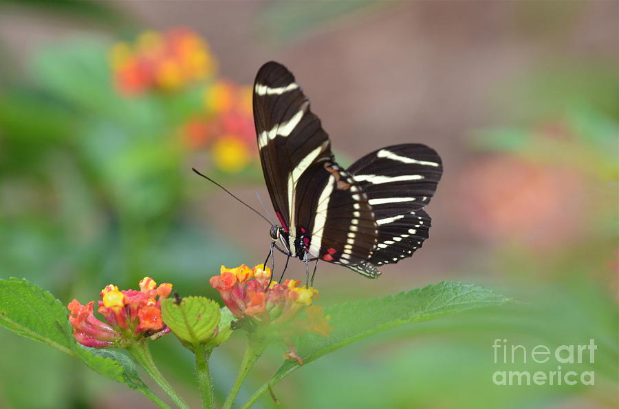 Butterfly Photograph - Dreamy Afternoon by Kathy Gibbons