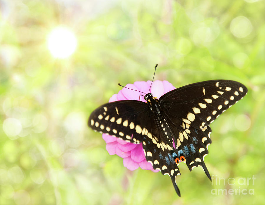 Dreamy Black Swallowtail Butterfly Photograph by Sari ONeal