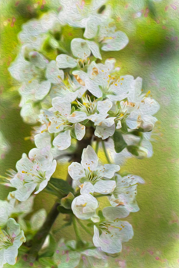 Nature Photograph - Dreamy blossom. by Clare Bambers
