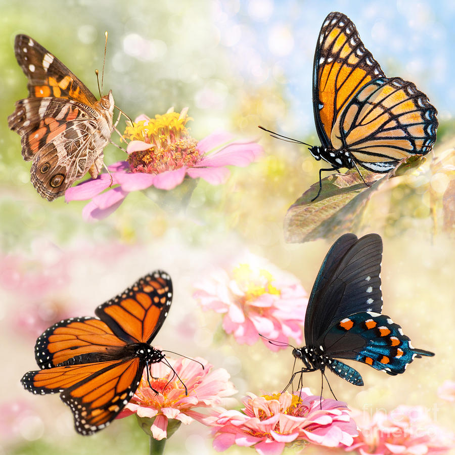 Dreamy Butterfly Collage Photograph by Sari ONeal