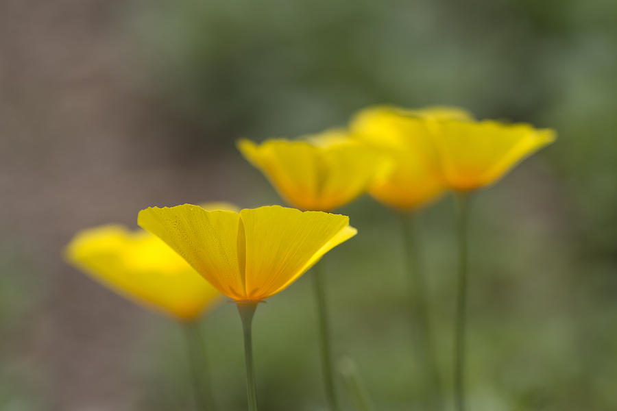 Dreamy California Poppies - Eschscholzia californica Photograph by Kathy Clark