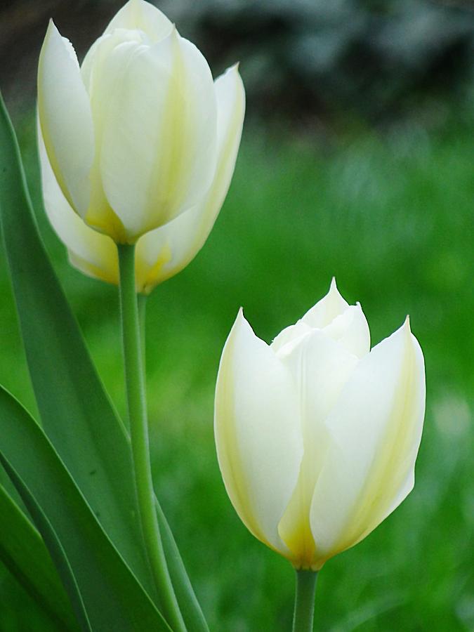 Tulip Photograph - Dreamy Cream Tulips by Beth Akerman