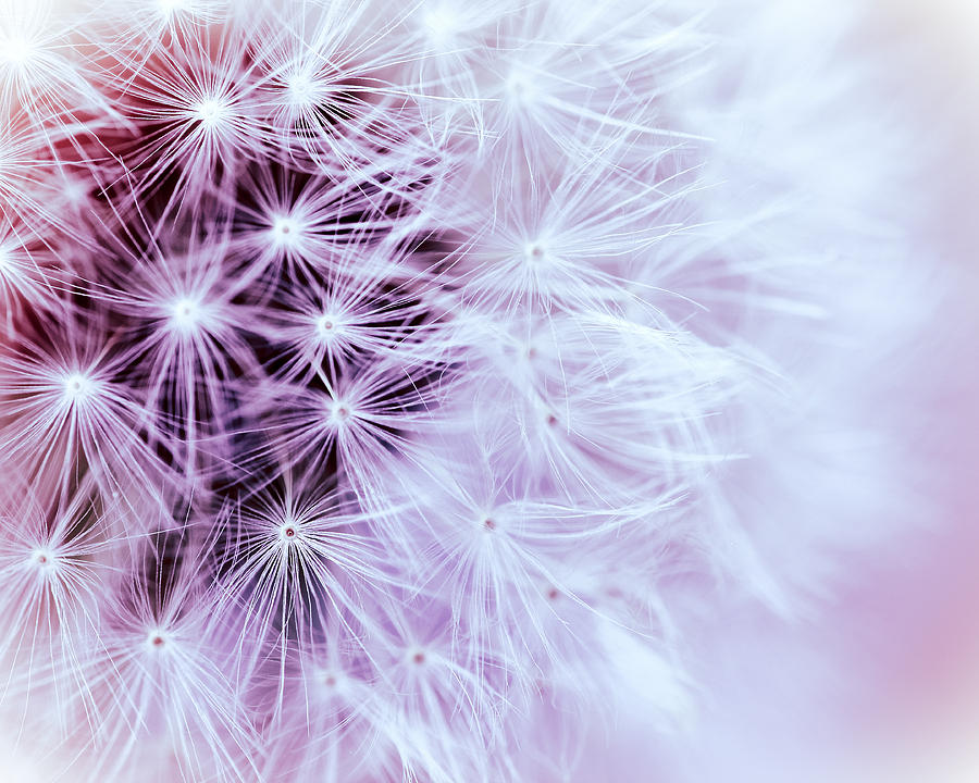 Dreamy Fairy Dandelion Photograph by Debbra Obertanec