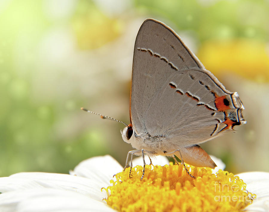 Dreamy Hairstreak Butterfly Photograph by Sari ONeal
