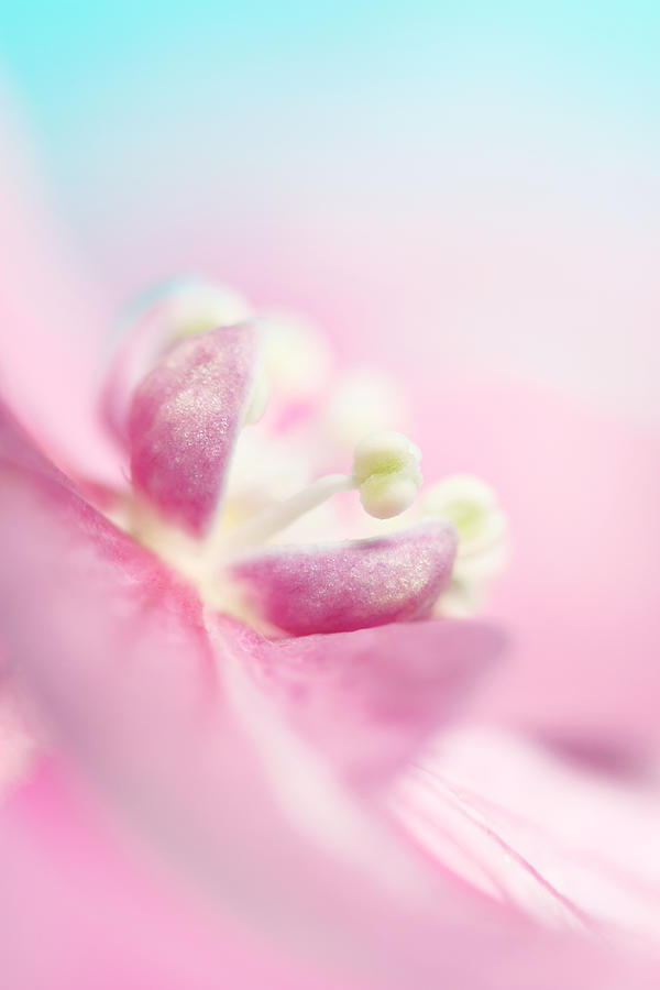 Abstract Photograph - Dreamy in Pink by Sharon Johnstone