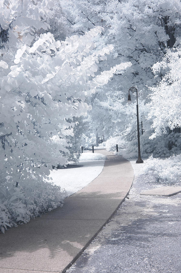 Dreamy Infrared Michigan Park Nature Landscape Photograph by Kathy Fornal