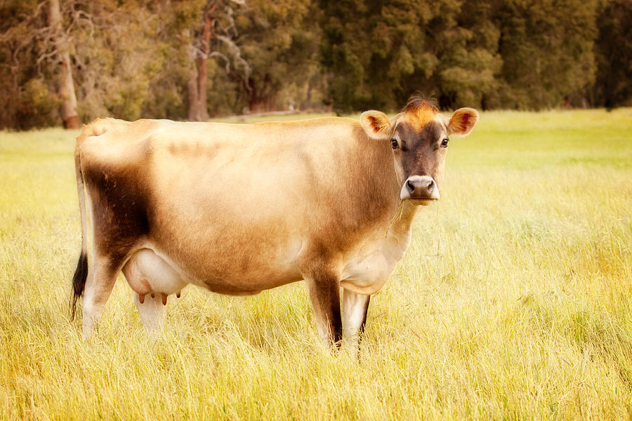 Cow Photograph - Dreamy Jersey Cow by Michelle Wrighton