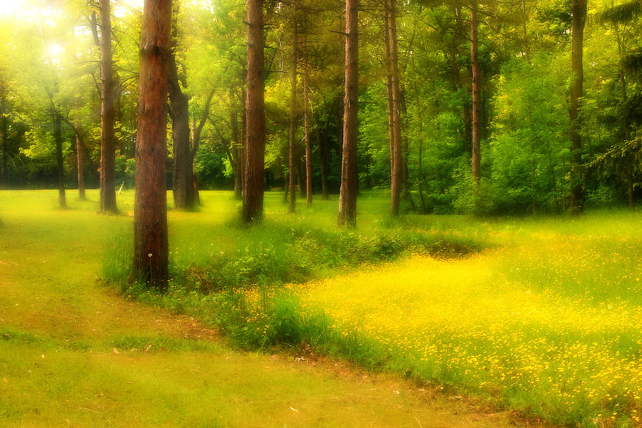 Dreamy Meadow Photograph by Cindy Haggerty