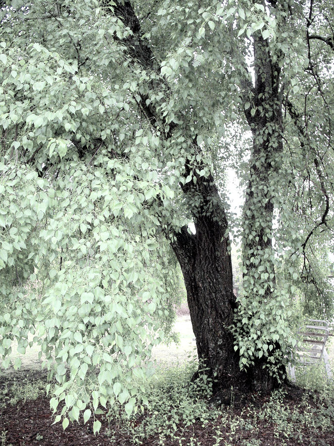 Tree Photograph - Dreamy Mint Green Surreal South Carolina Tree by Kathy Fornal